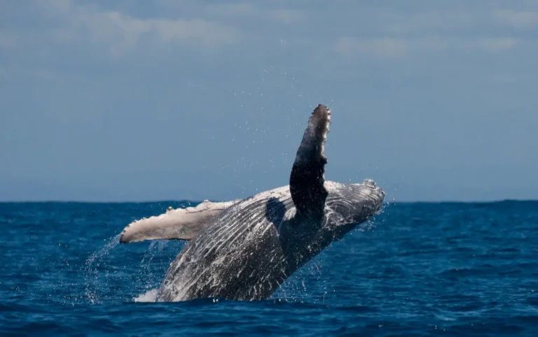 Whale watching na Islandii - kiedy, gdzie i czy w ogóle warto?
